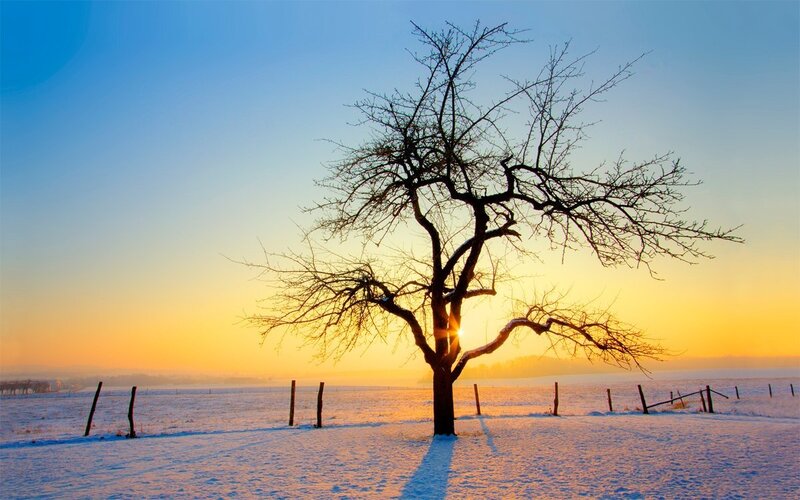 solitary tree in snowy field