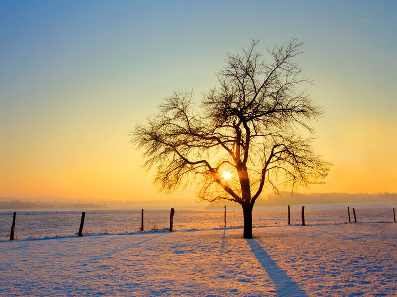 solitary tree in snowy field