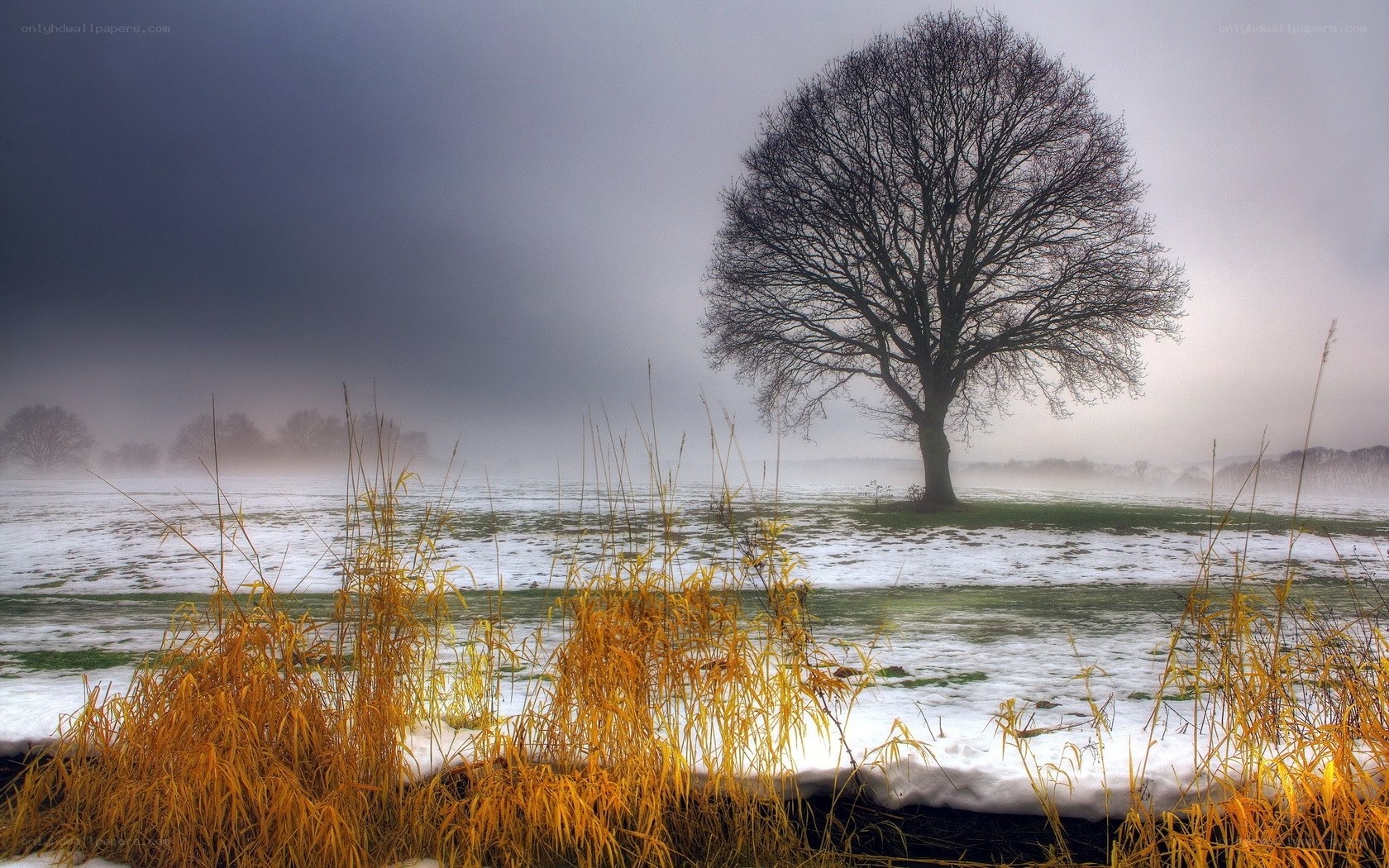 Solitary tree in snowy field