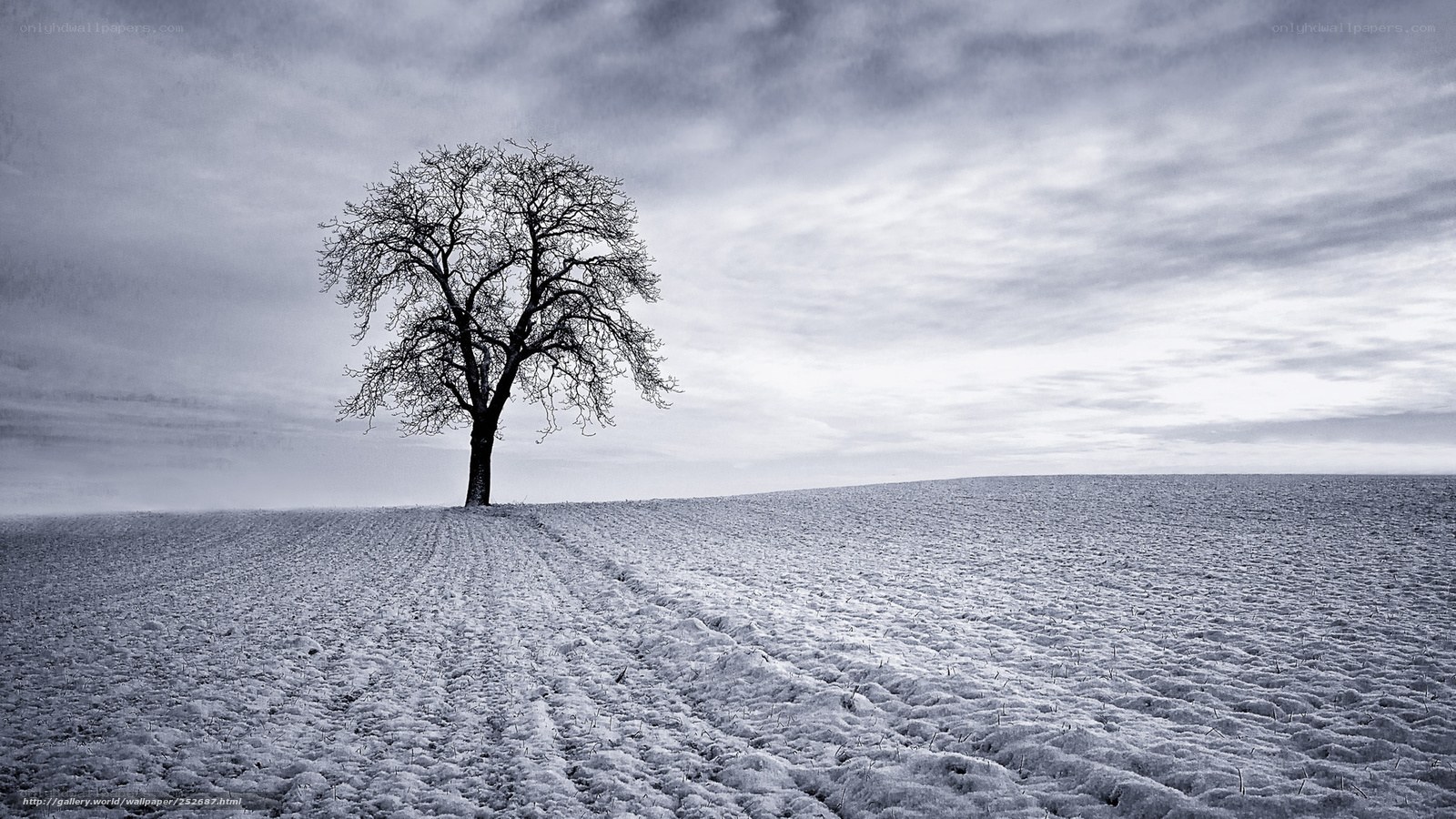solitary tree in snowy field