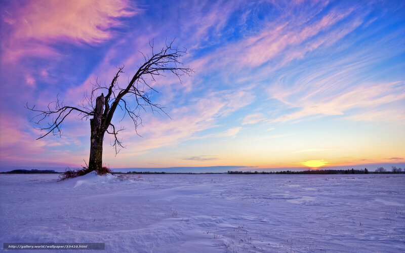 Solitary tree in snowy field