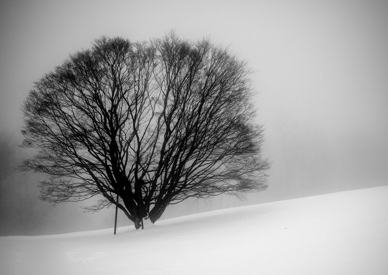 solitary tree in snowy fog