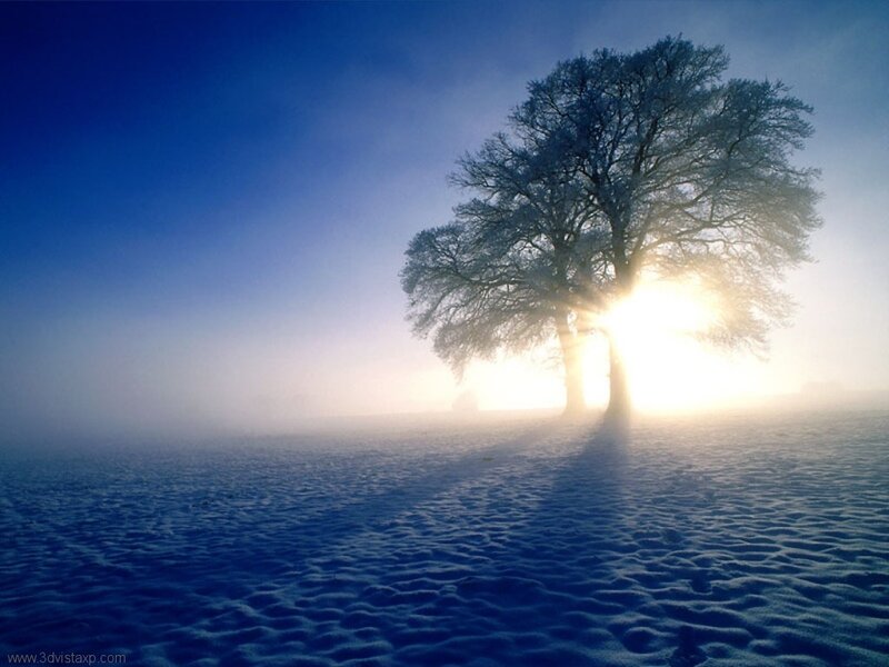 Solitary tree in snowy fog