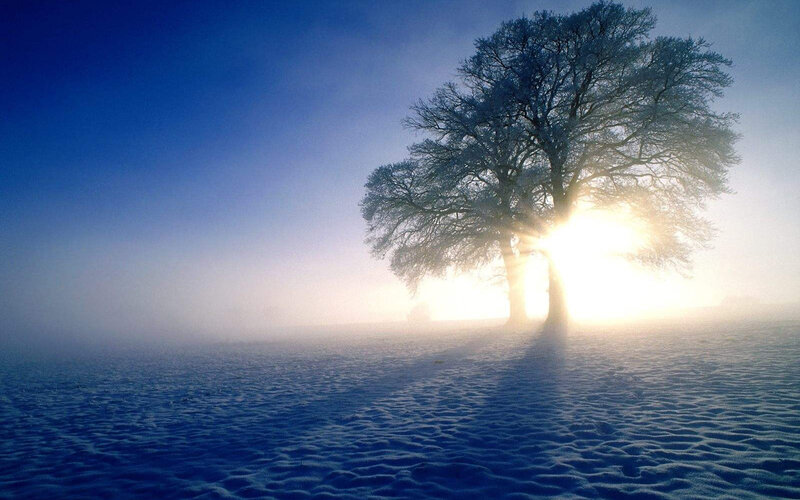 Solitary tree in snowy fog