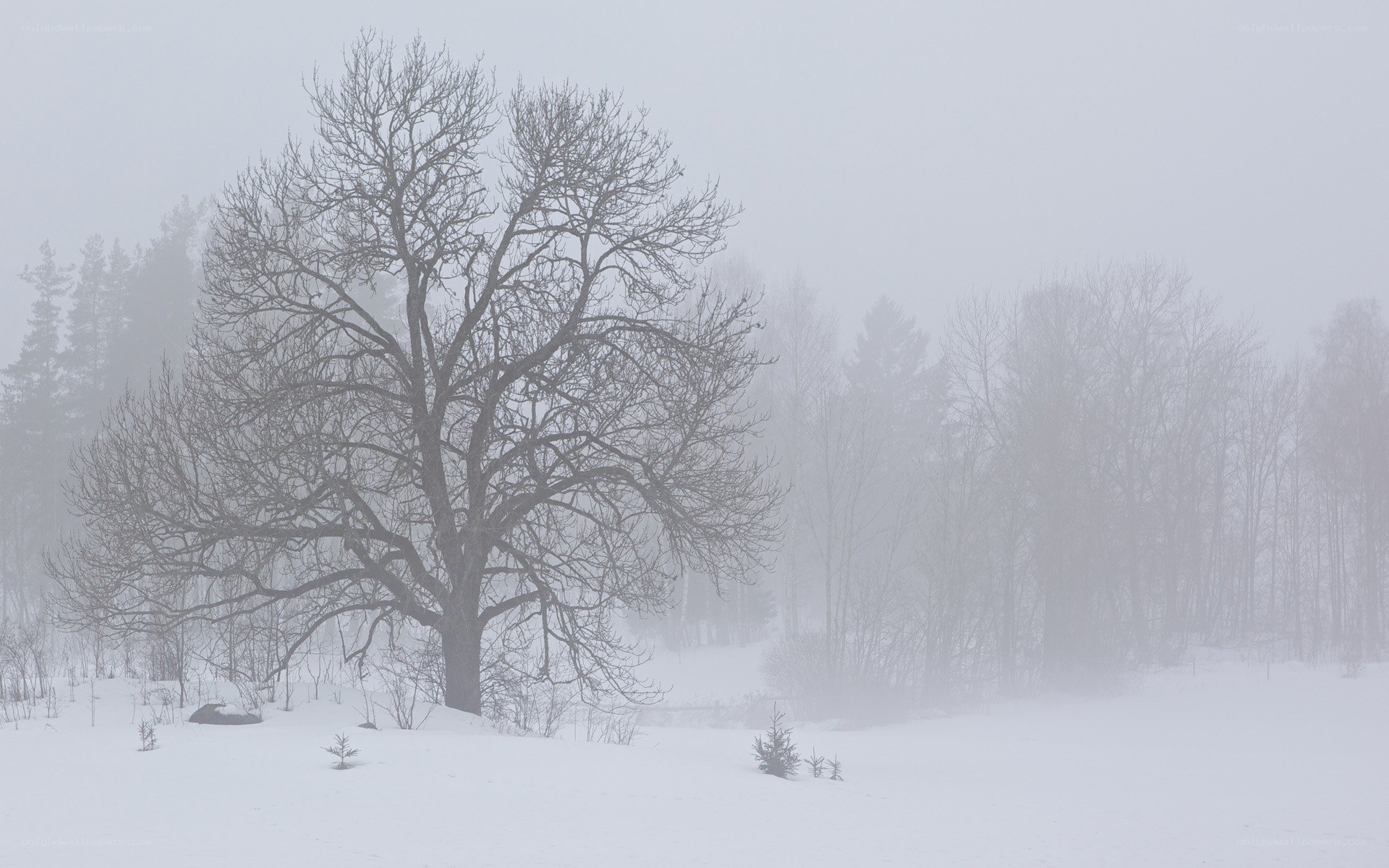Solitary tree in snowy forest