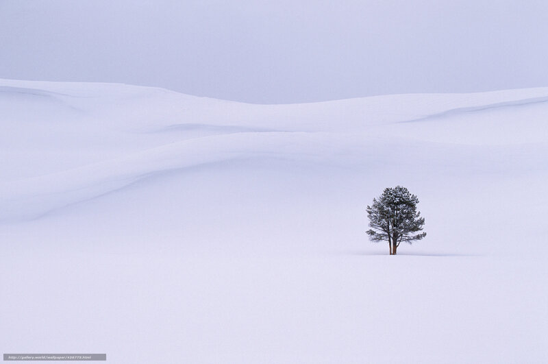 solitary tree in snowy landscape