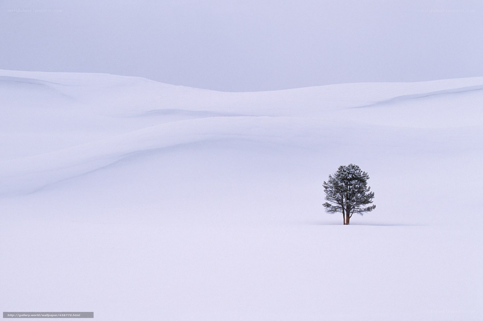 solitary tree in snowy landscape