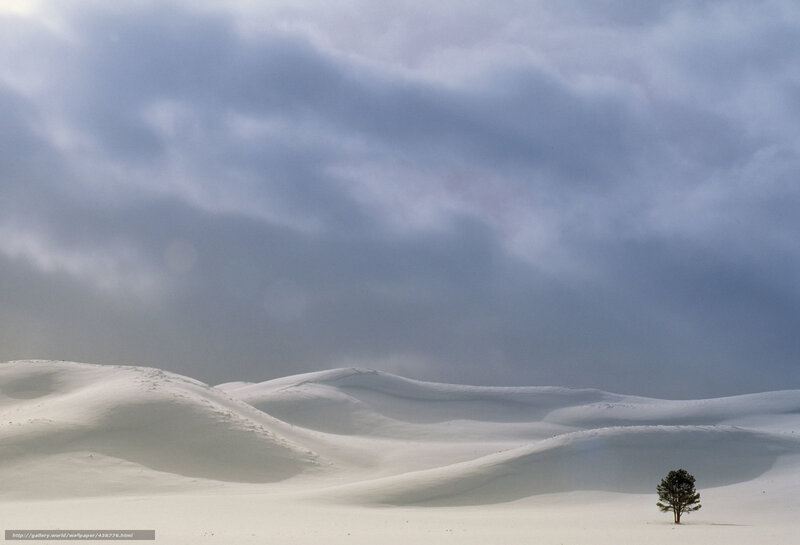 solitary tree in snowy landscape