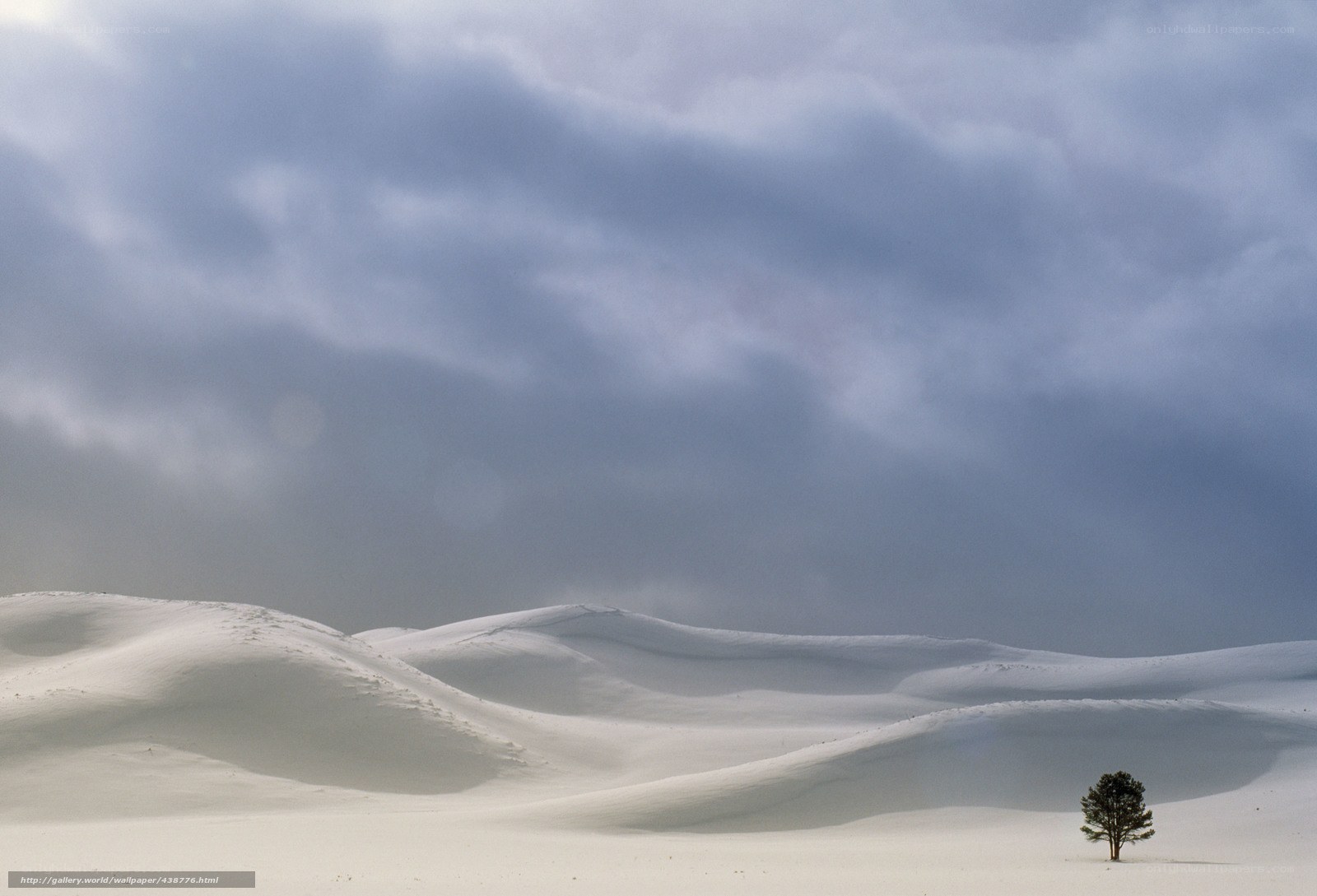 solitary tree in snowy landscape