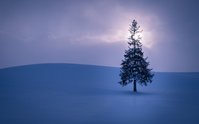 Solitary tree in snowy landscape
