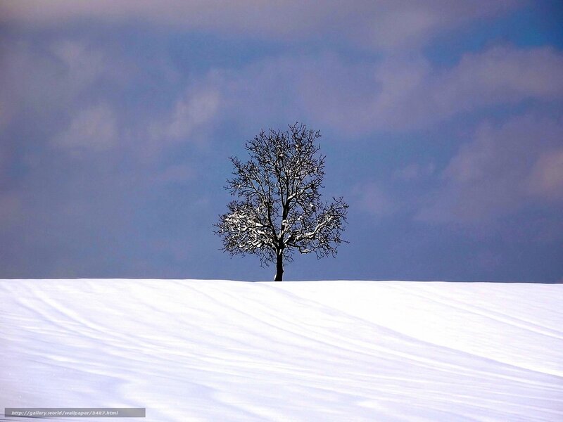 solitary tree in snowy landscape