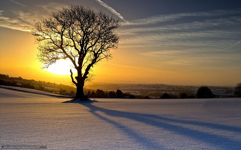 Solitary tree in snowy landscape
