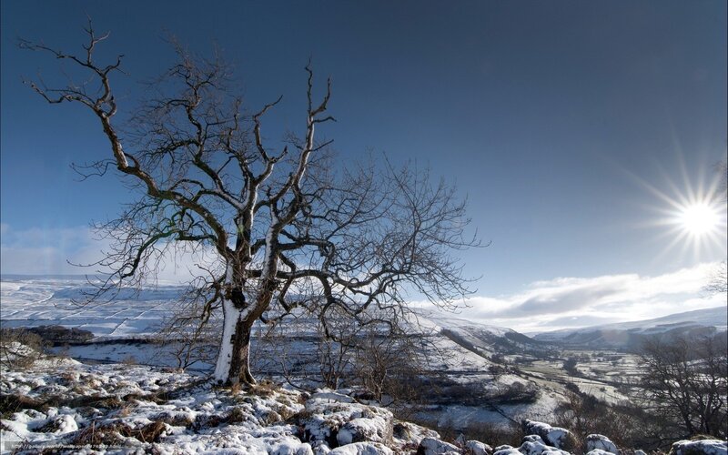 Solitary tree in snowy landscape