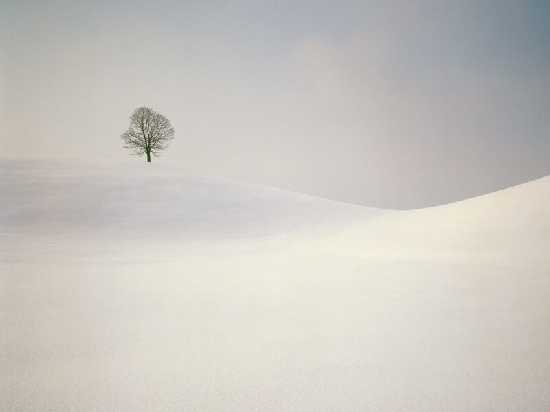 Solitary tree in snowy landscape