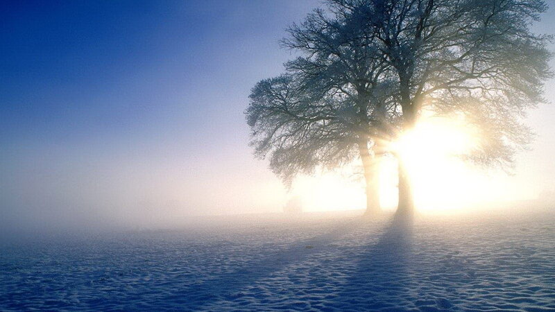 Solitary tree in snowy landscape