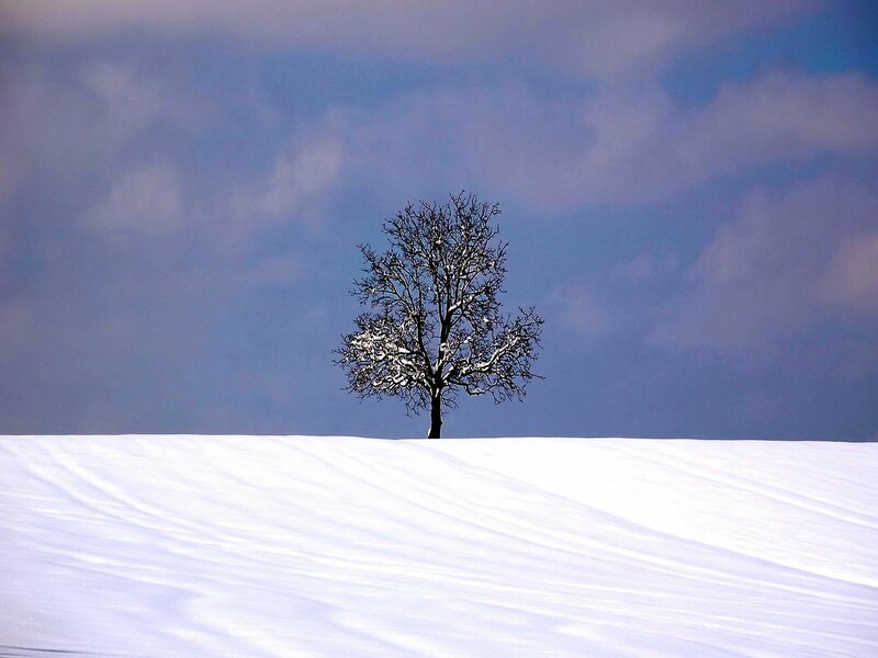 solitary tree in snowy landscape