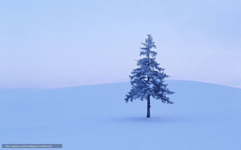 solitary tree in snowy landscape