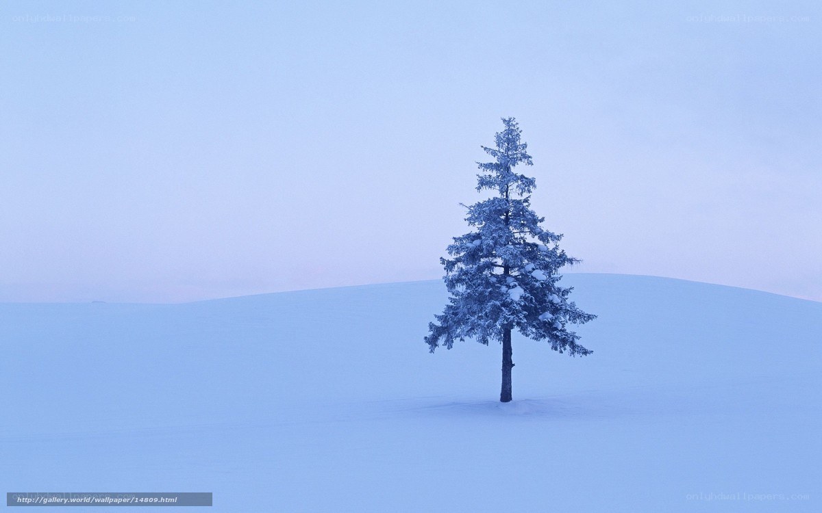 solitary tree in snowy landscape