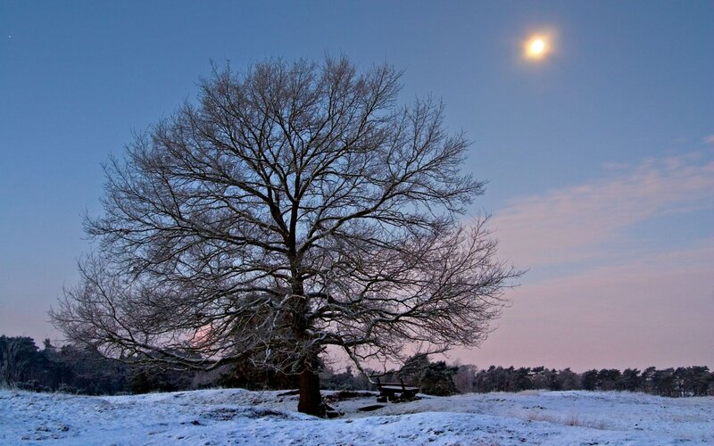 Solitary tree in snowy landscape