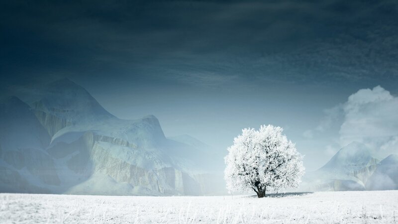 solitary tree in snowy landscape