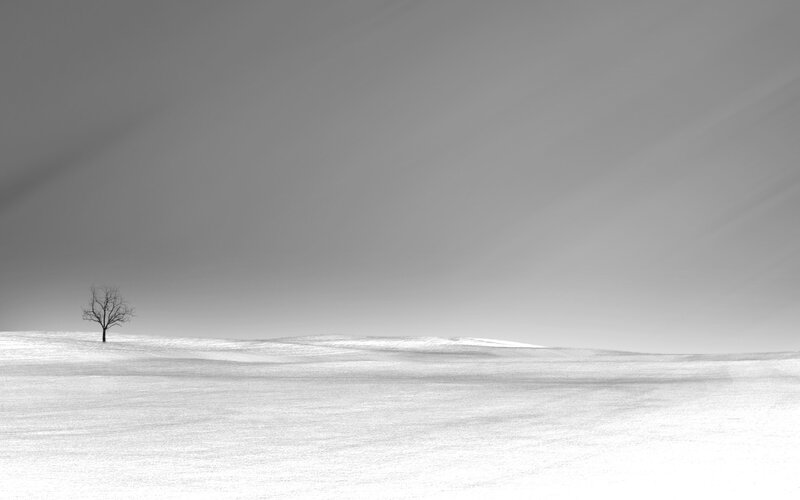 solitary tree in snowy landscape
