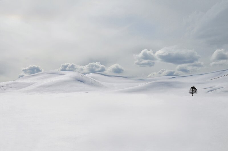 solitary tree in snowy landscape