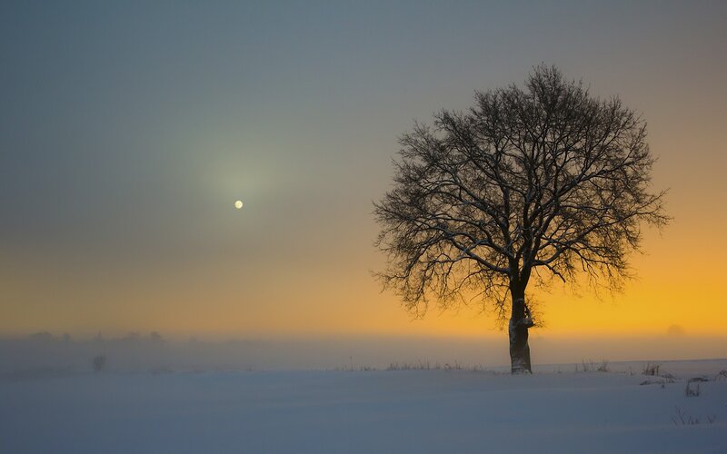 Solitary tree in snowy landscape