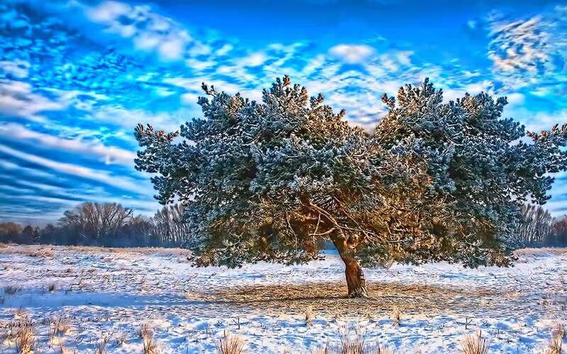 Solitary tree in snowy landscape