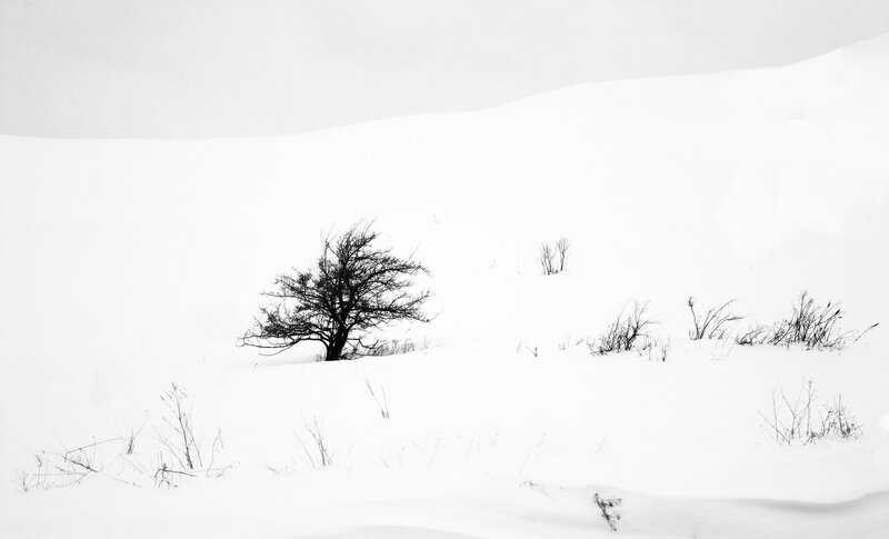 solitary tree in snowy landscape