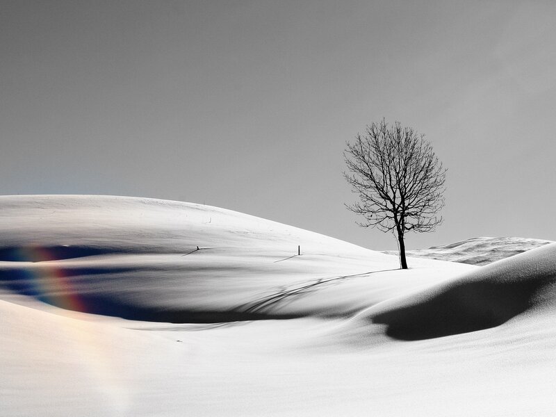 solitary tree in snowy landscape