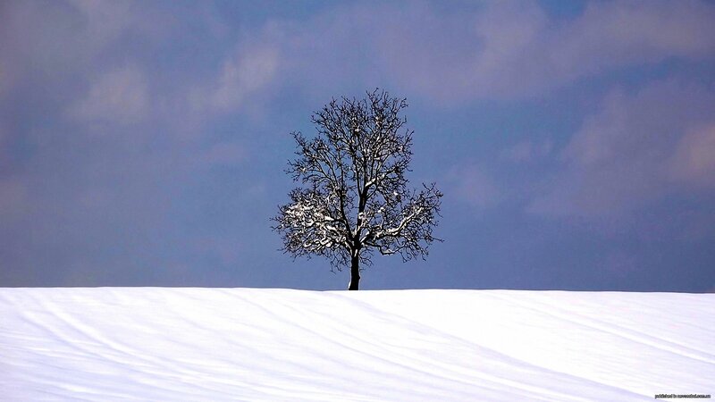 solitary tree in snowy landscape
