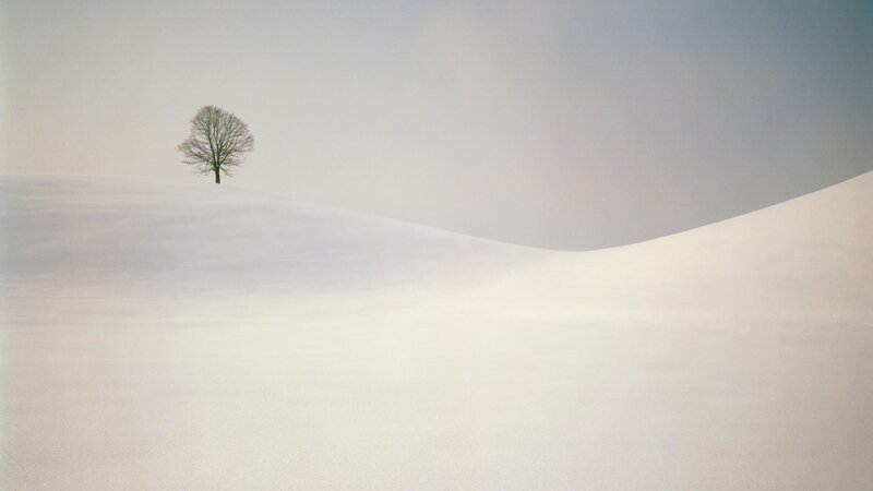 solitary tree in snowy landscape
