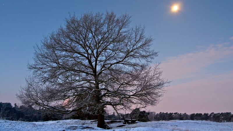Solitary tree in snowy landscape