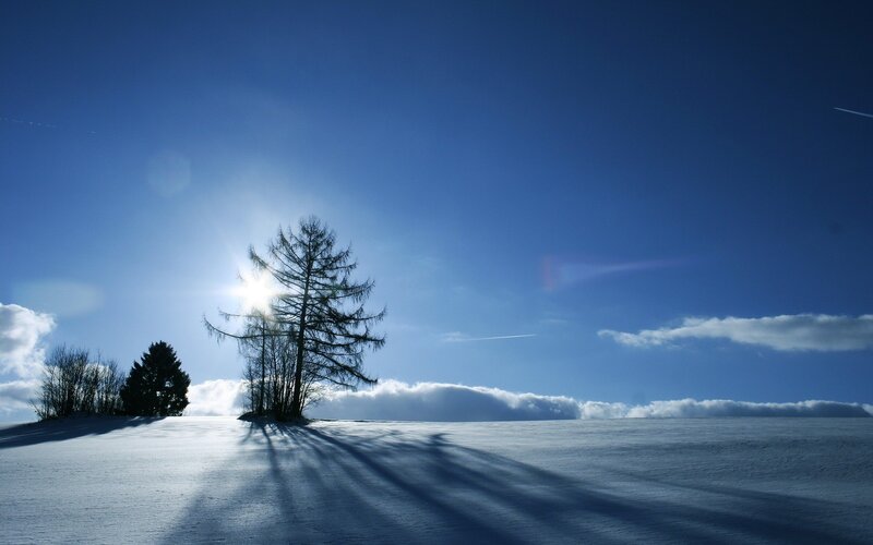 Solitary tree in snowy landscape