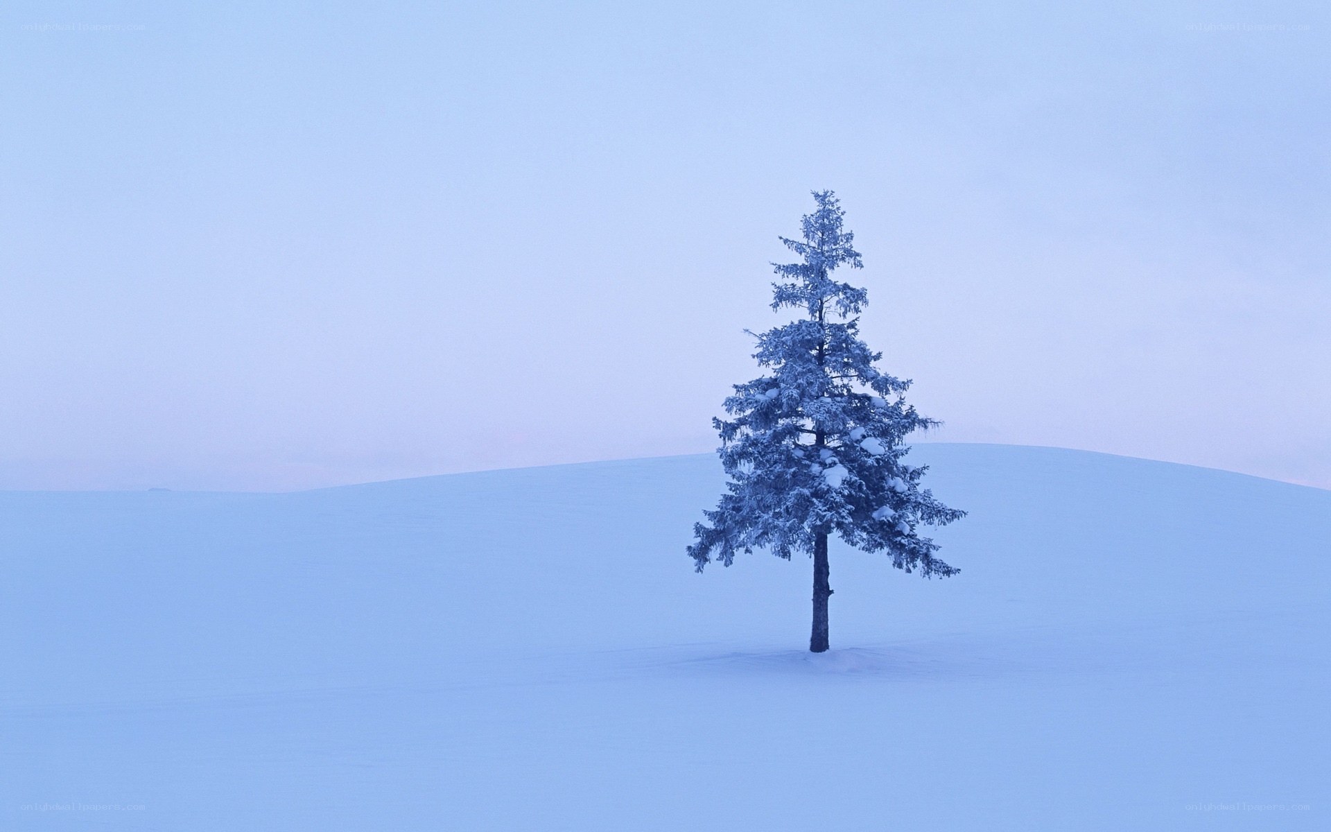 Solitary tree in snowy landscape