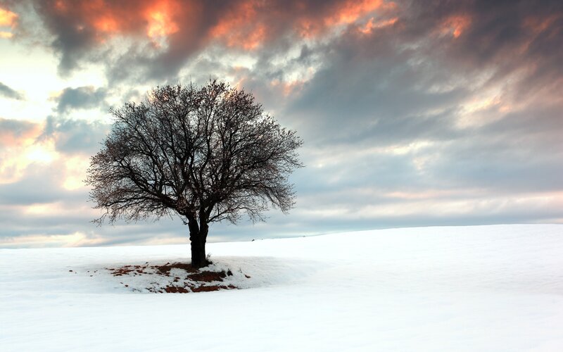 solitary tree in snowy landscape