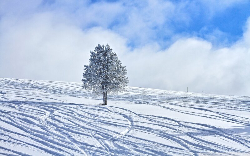 Solitary tree in snowy landscape