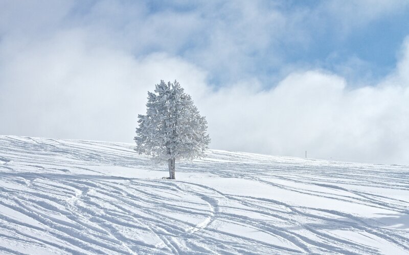 solitary tree in snowy landscape