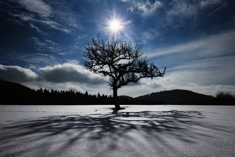 solitary tree in snowy landscape