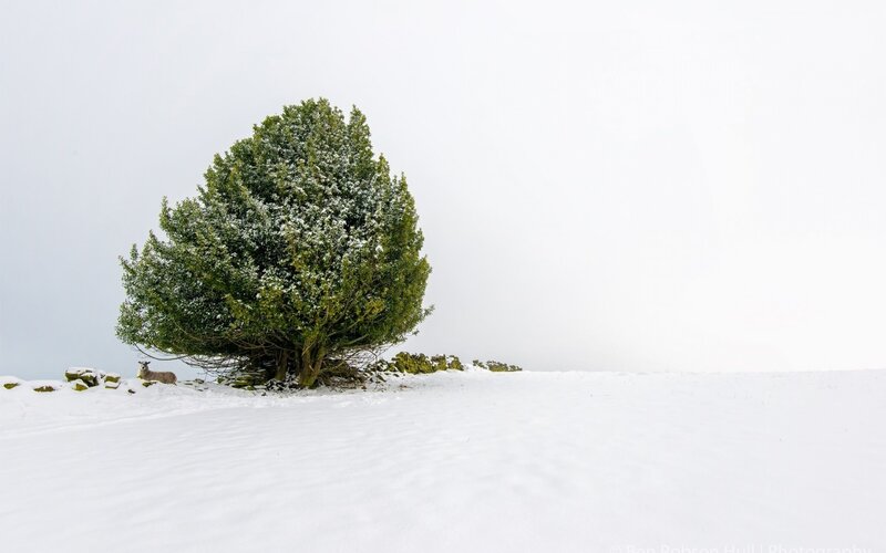 Solitary tree in snowy landscape