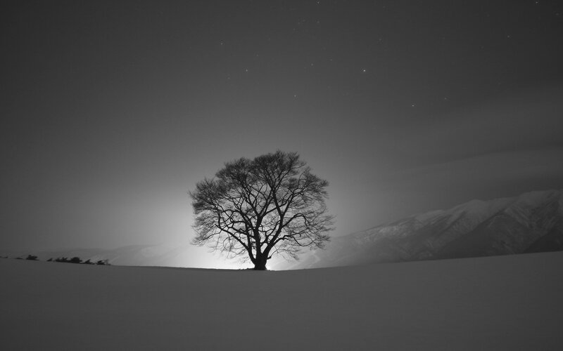 solitary tree in snowy landscape