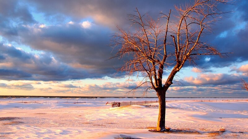 Solitary tree in snowy landscape
