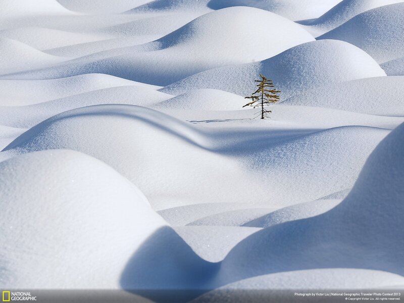 Solitary tree in snowy landscape