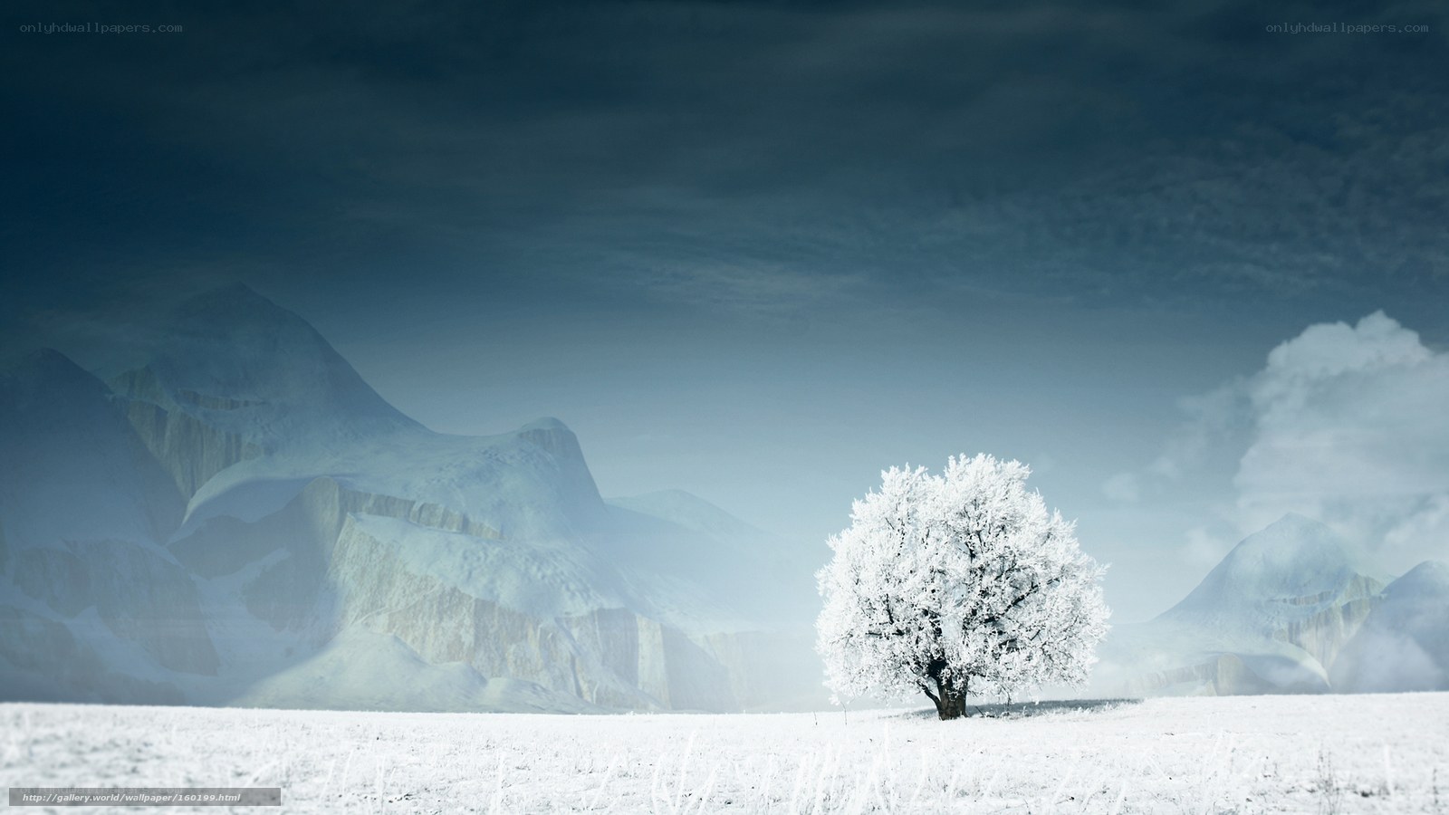 solitary tree in snowy landscape