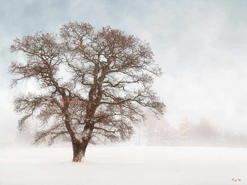 solitary tree in snowy landscape