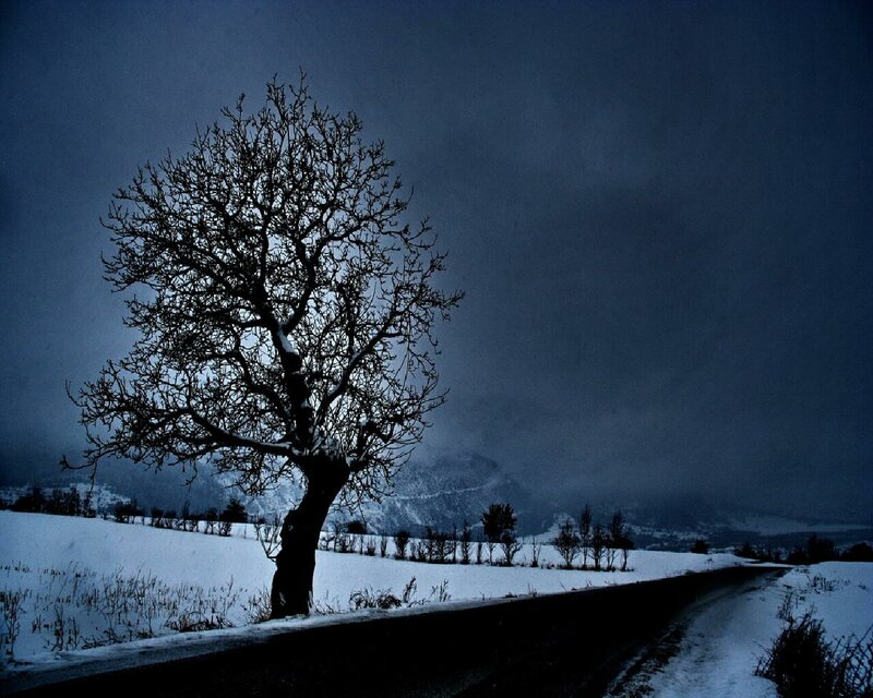 solitary tree in snowy landscape