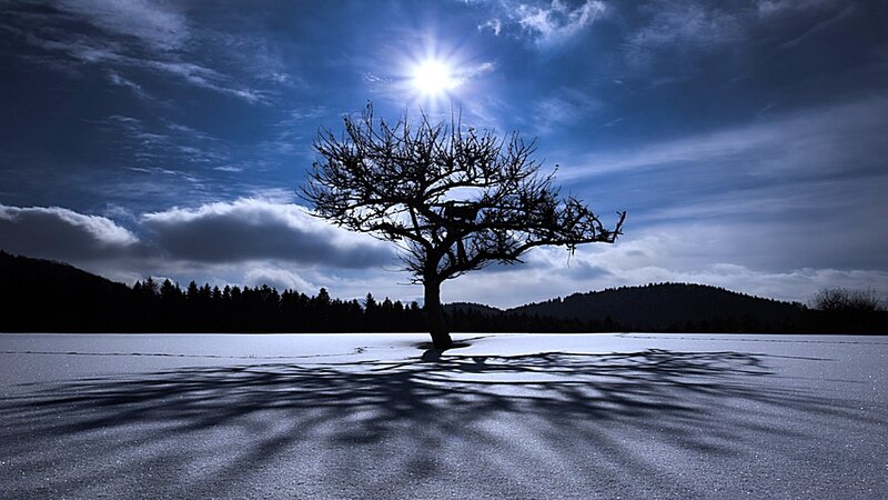 solitary tree in snowy landscape