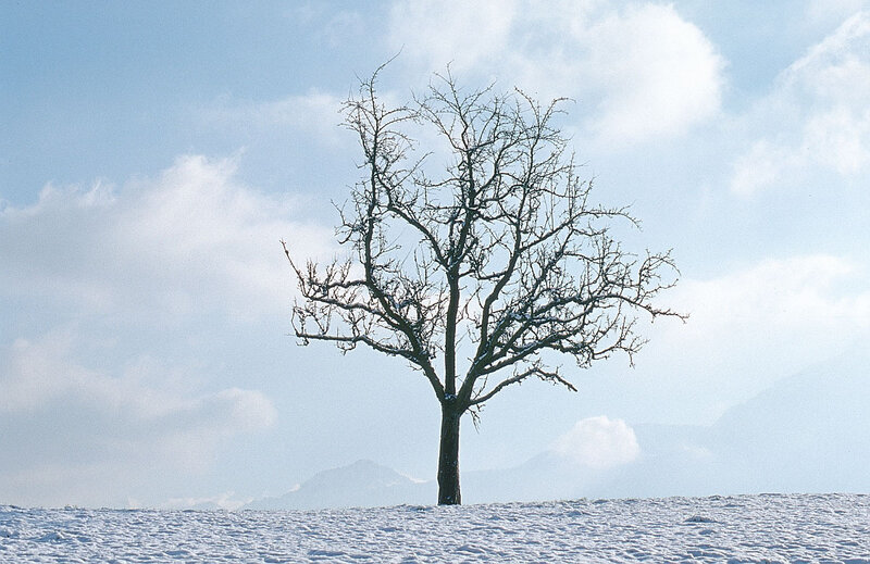 solitary tree in snowy landscape