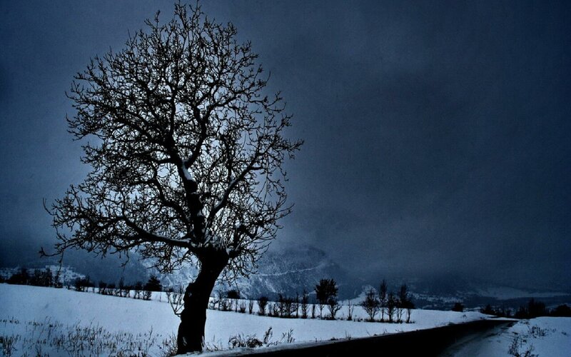 solitary tree in snowy landscape