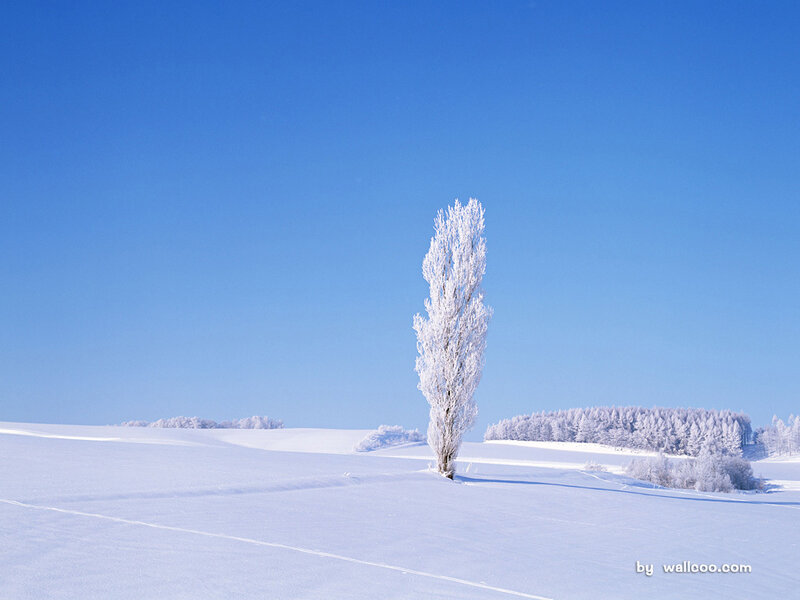 Solitary tree in snowy landscape